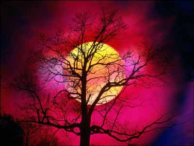 NaturesScenery